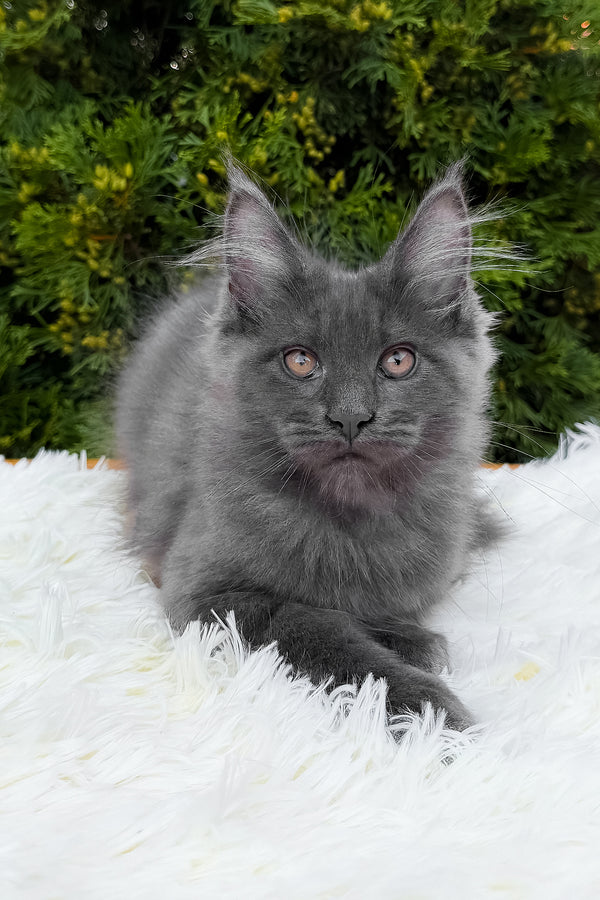 Tora | Maine Coon Kitten