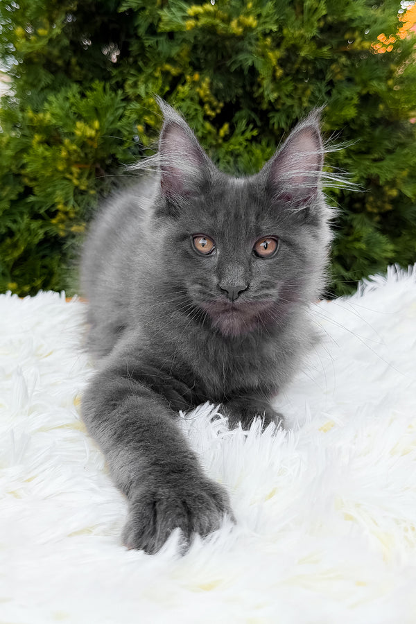 Tora | Maine Coon Kitten