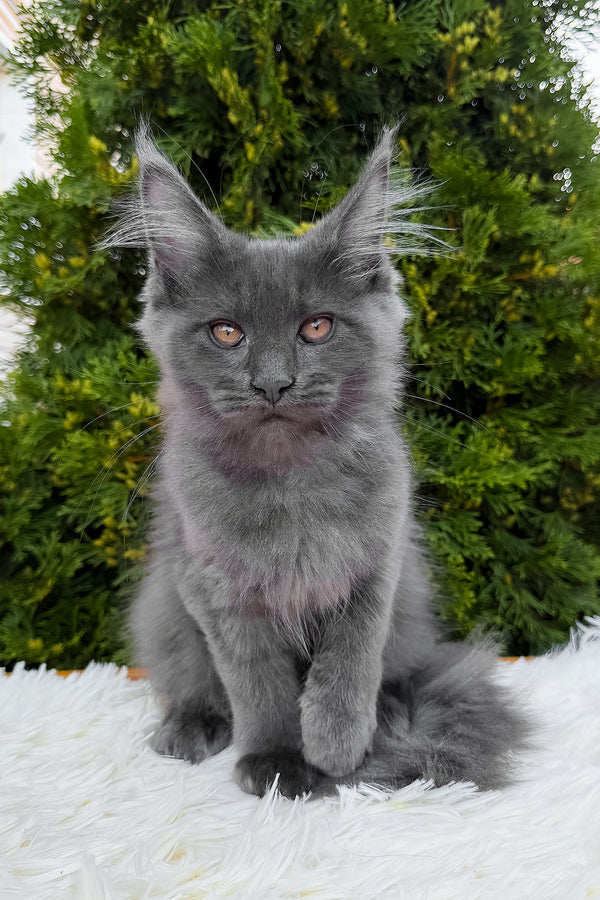 Tora | Maine Coon Kitten