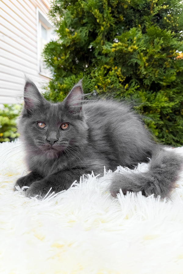 Tora | Maine Coon Kitten