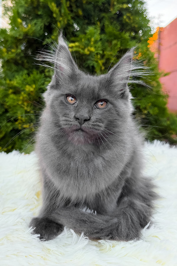 Tora | Maine Coon Kitten