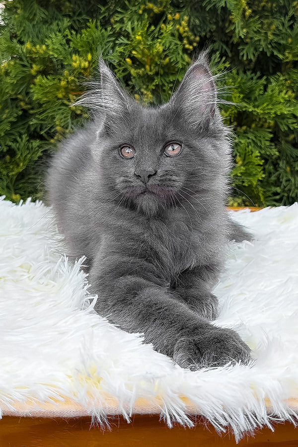 Tora | Maine Coon Kitten