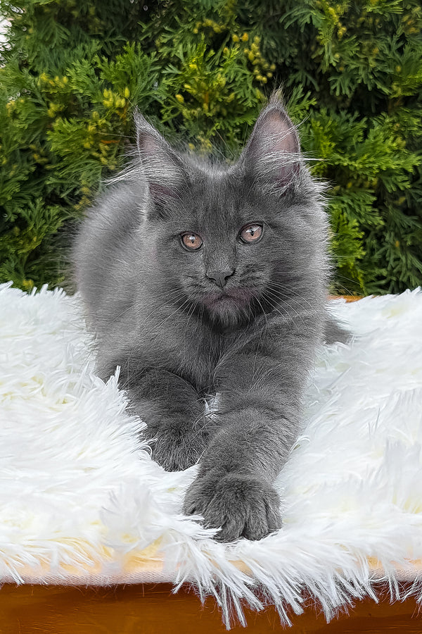 Tora | Maine Coon Kitten