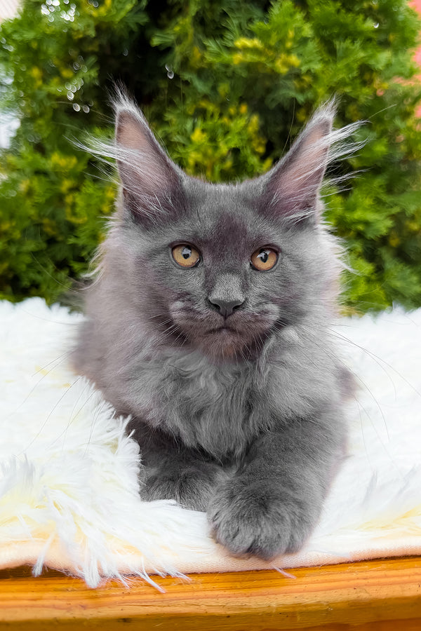 Tora | Maine Coon Kitten