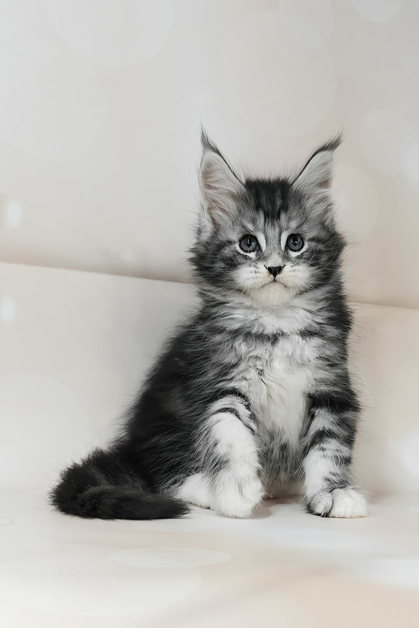Torrie | Maine Coon Kitten