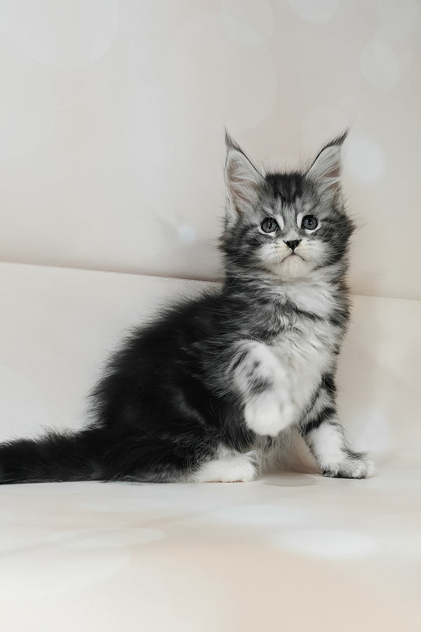 Torrie | Maine Coon Kitten