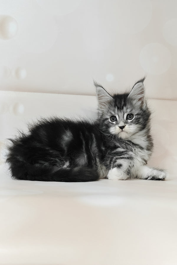Torrie | Maine Coon Kitten