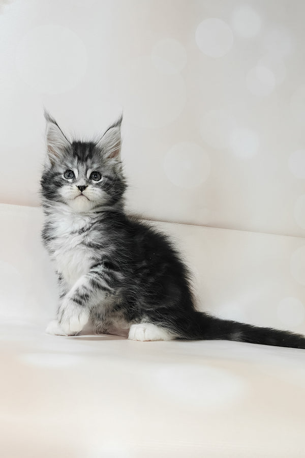 Torrie | Maine Coon Kitten