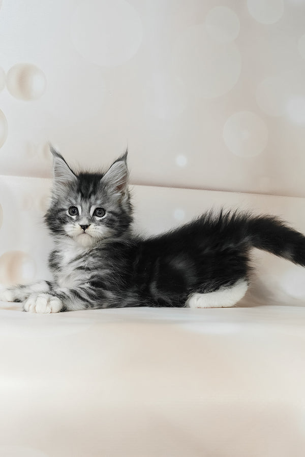 Torrie | Maine Coon Kitten