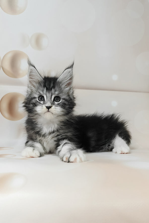 Torrie | Maine Coon Kitten