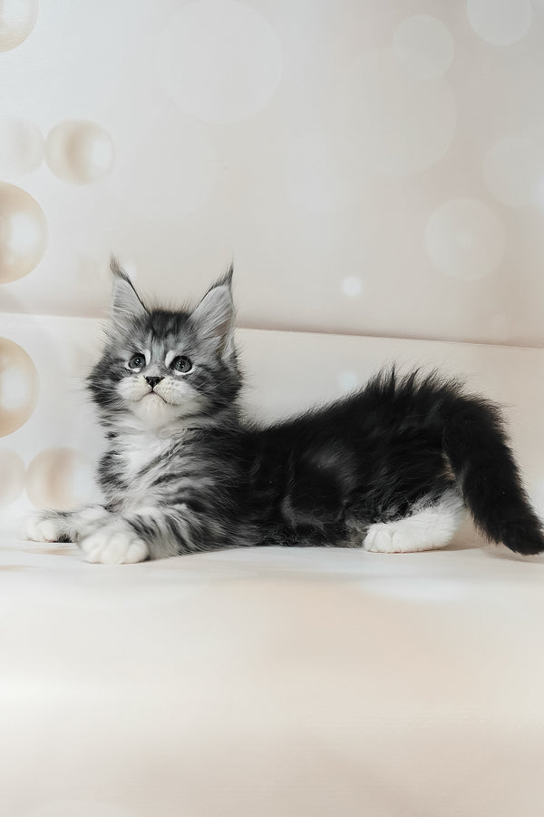 Torrie | Maine Coon Kitten