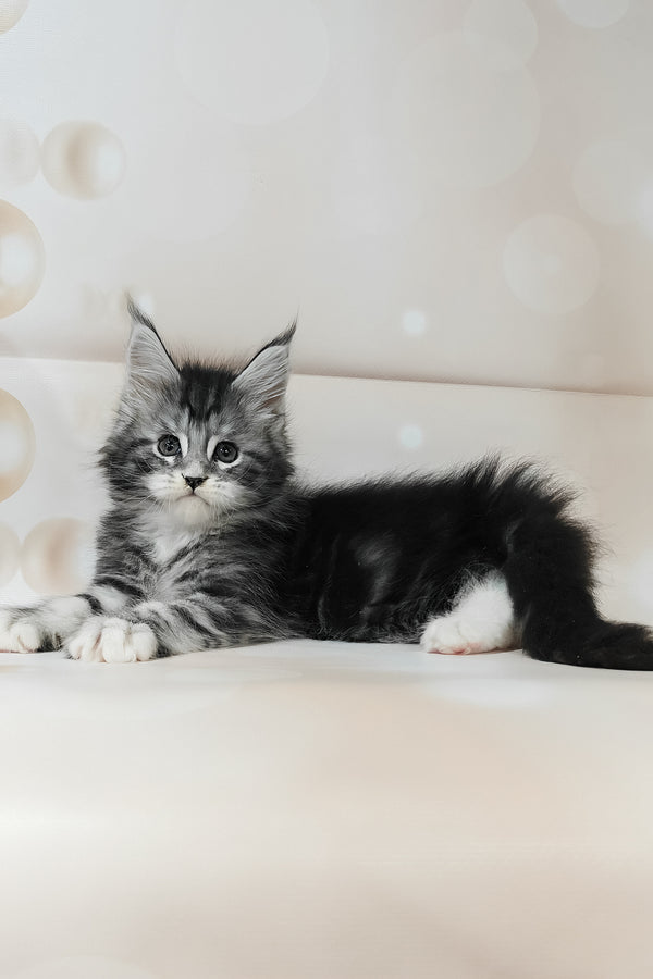 Torrie | Maine Coon Kitten