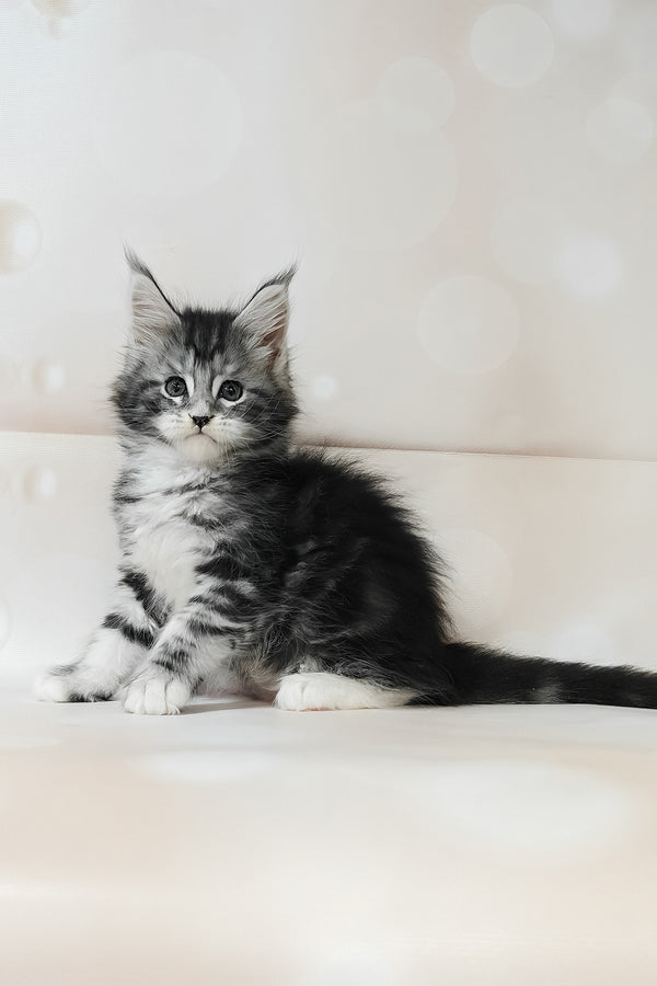 Torrie | Maine Coon Kitten