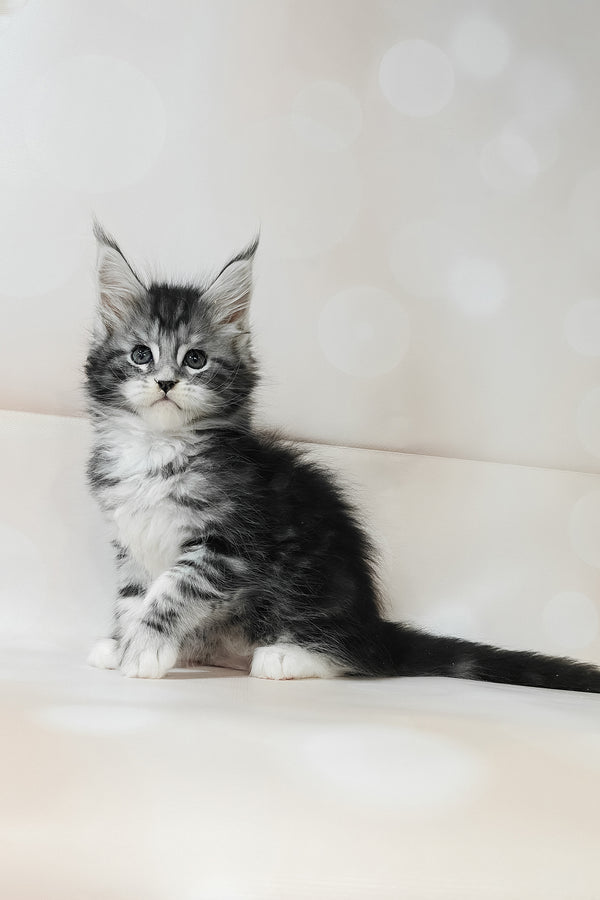 Torrie | Maine Coon Kitten