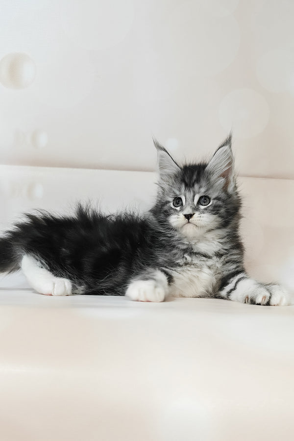 Torrie | Maine Coon Kitten