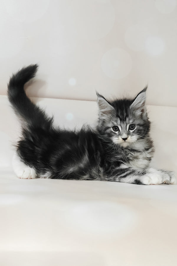 Torrie | Maine Coon Kitten