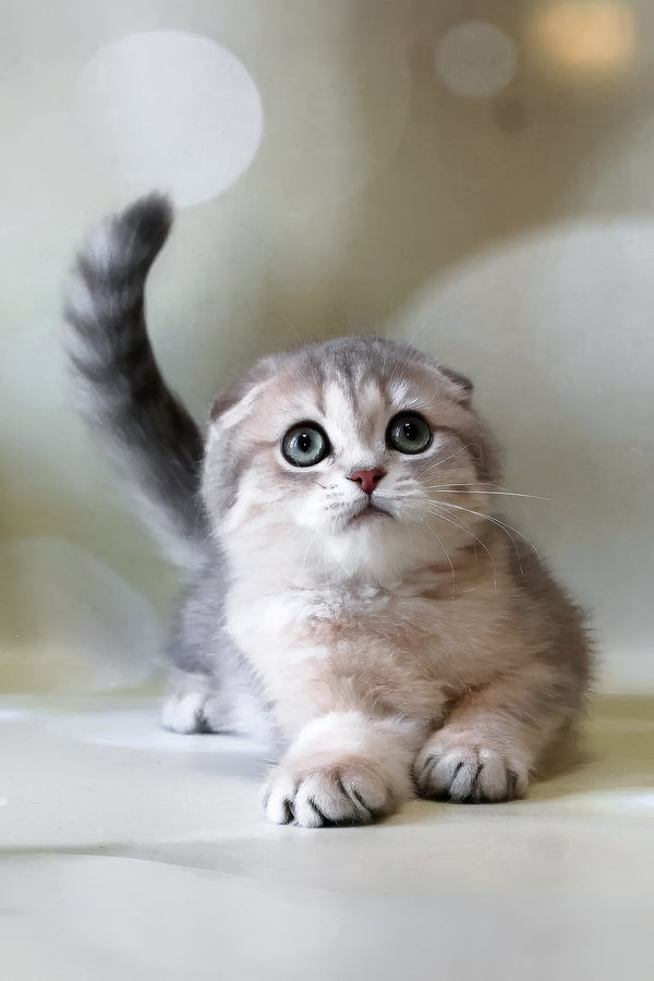 Uliana | Scottish Fold Kitten