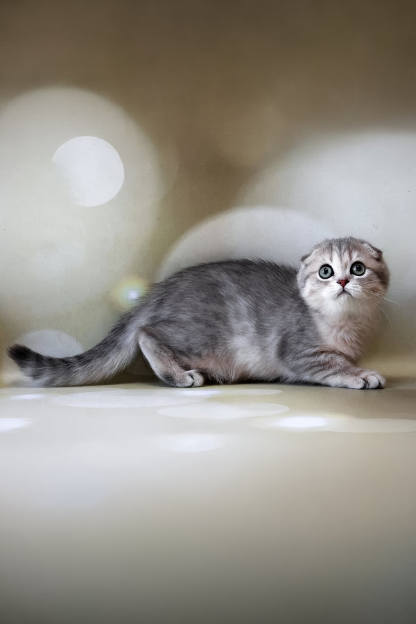 Uliana | Scottish Fold Kitten