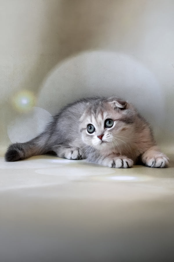 Uliana | Scottish Fold Kitten