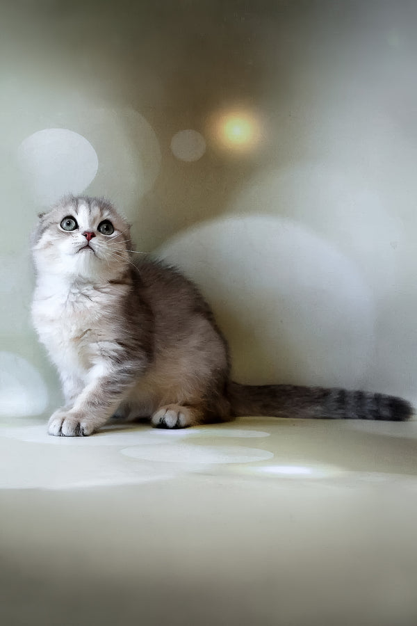 Uliana | Scottish Fold Kitten