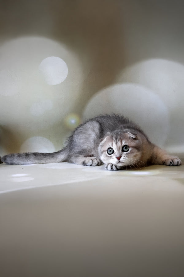 Uliana | Scottish Fold Kitten