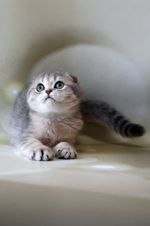 Uliana | Scottish Fold Kitten