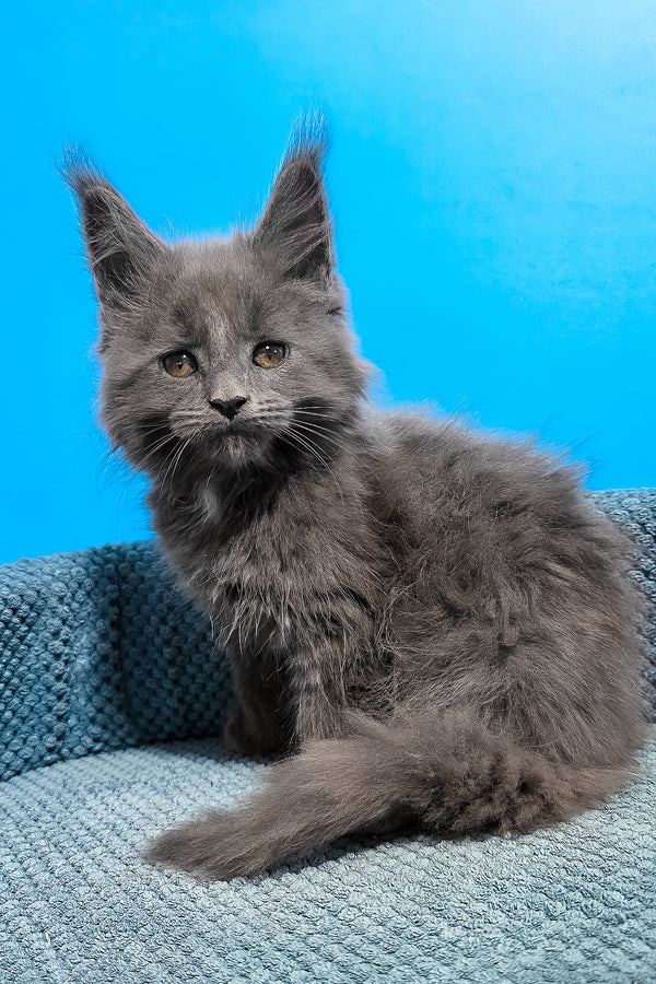 Ulma | Maine Coon Kitten