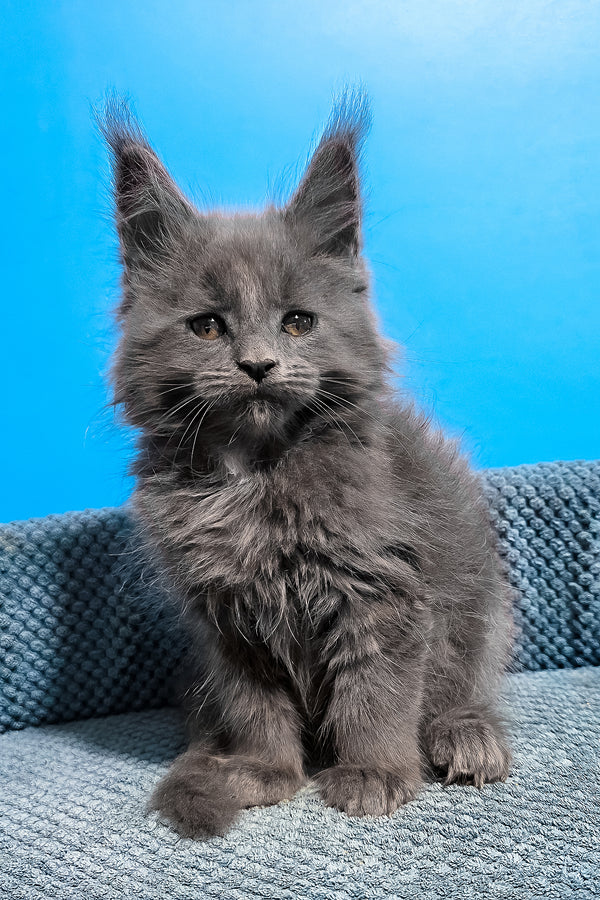 Ulma | Maine Coon Kitten