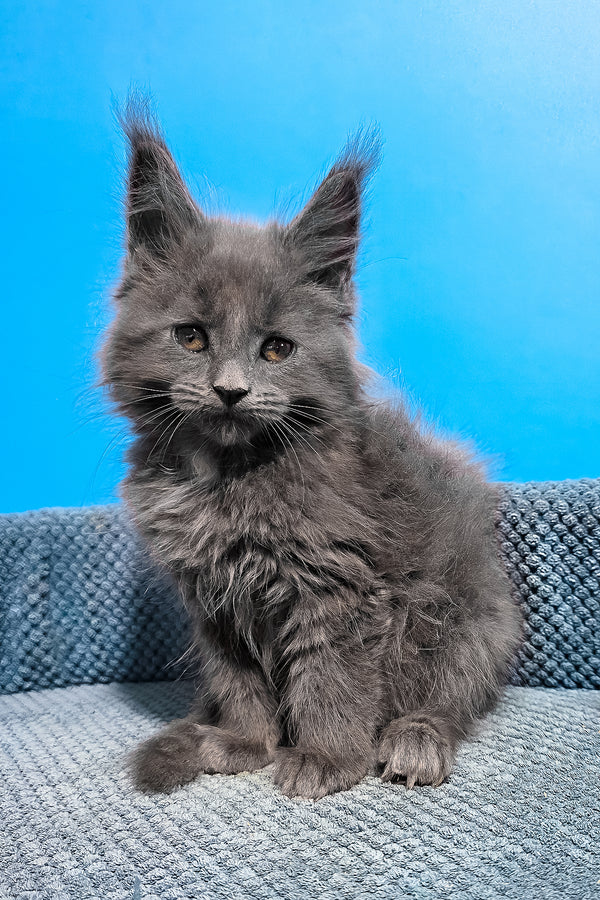 Ulma | Maine Coon Kitten