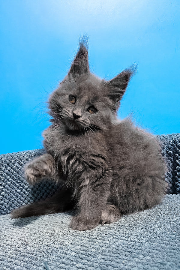 Ulma | Maine Coon Kitten