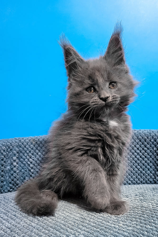 Ulma | Maine Coon Kitten
