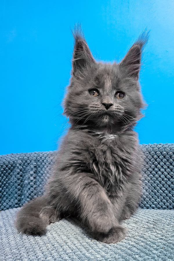 Ulma | Maine Coon Kitten