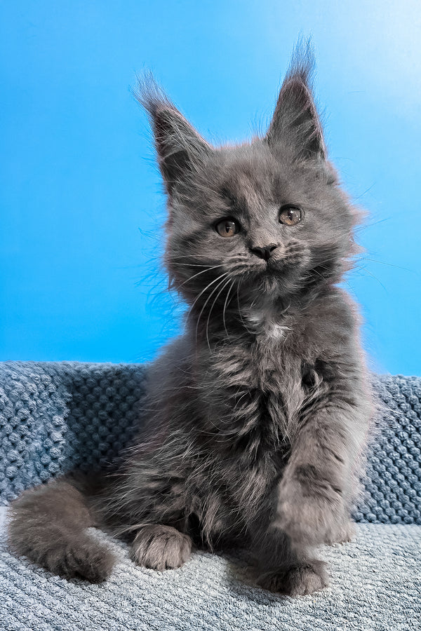 Ulma | Maine Coon Kitten