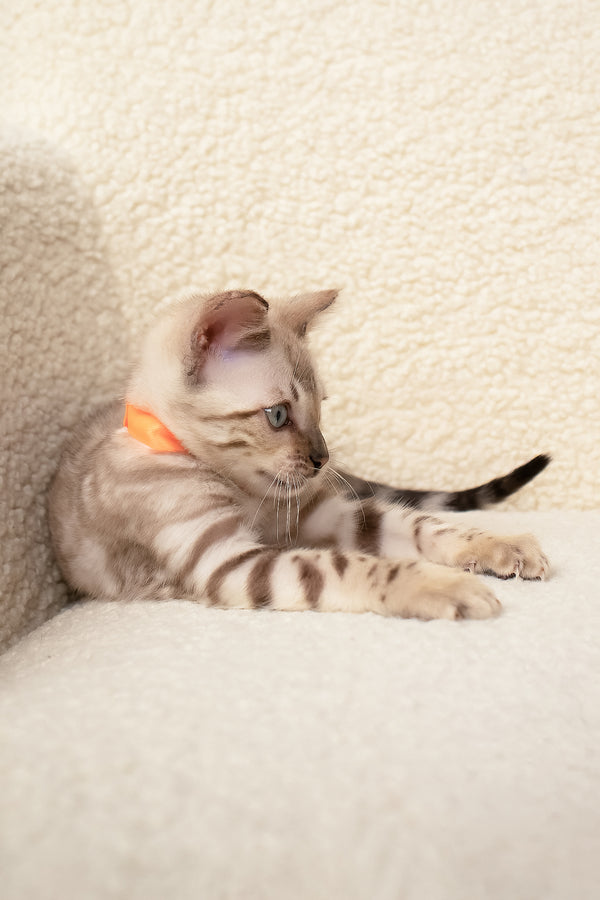 Umar | Bengal Kitten