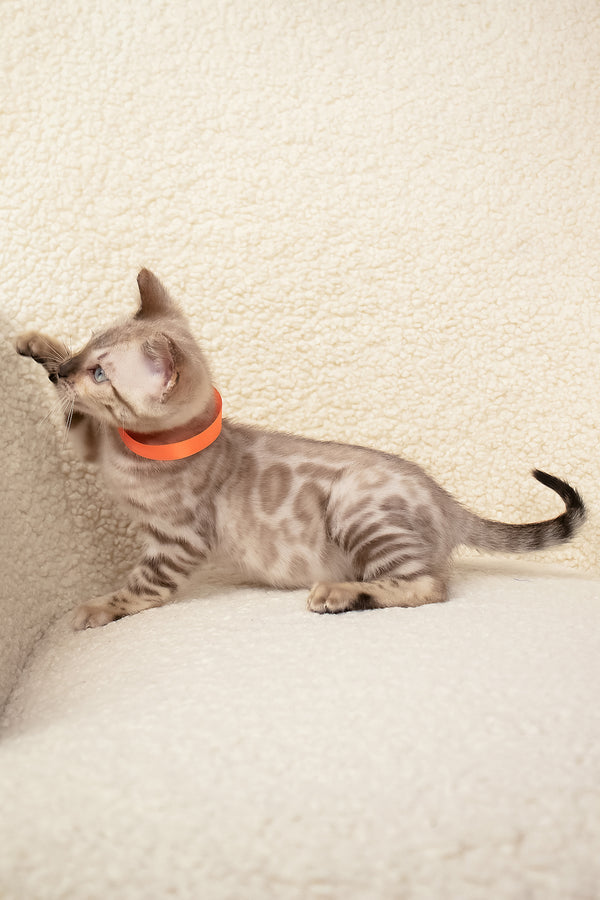 Umar | Bengal Kitten