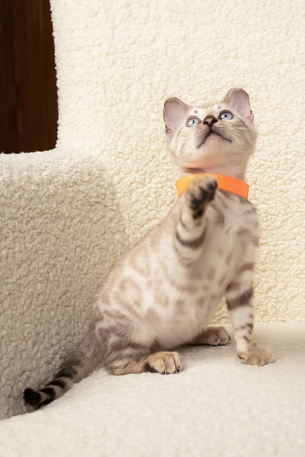 Umar | Bengal Kitten