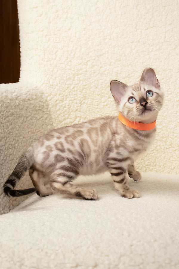 Umar | Bengal Kitten