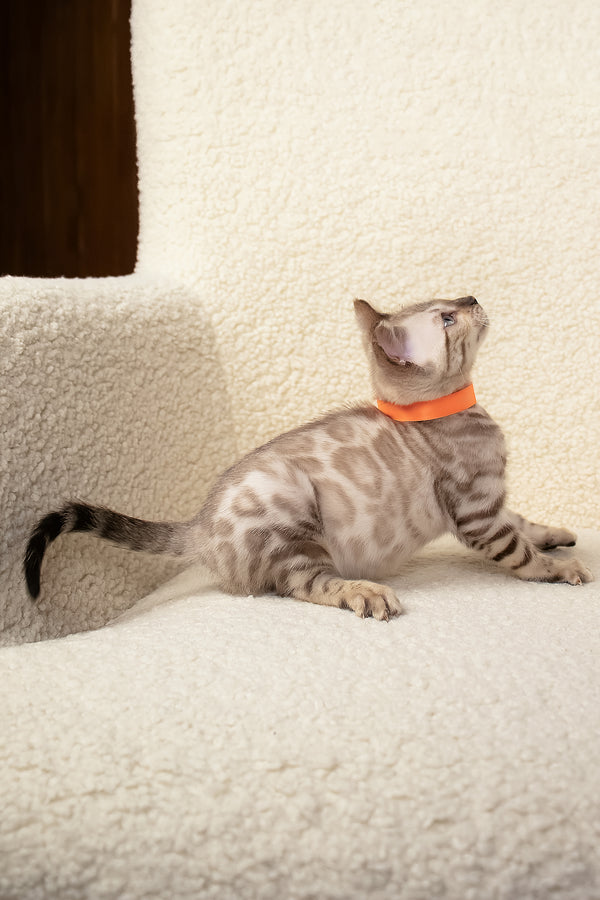 Umar | Bengal Kitten