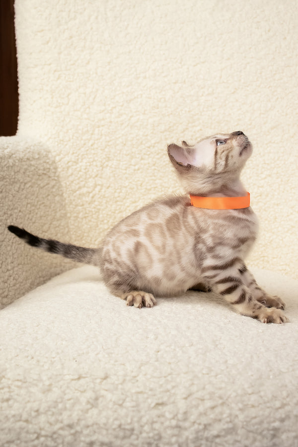 Umar | Bengal Kitten