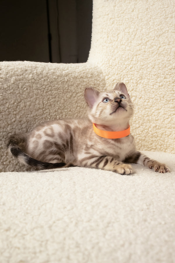 Umar | Bengal Kitten