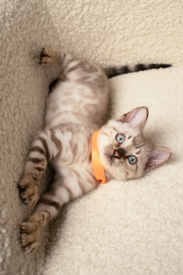 Umar | Bengal Kitten