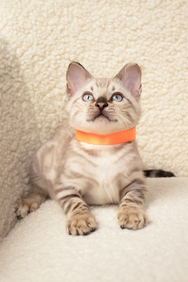 Umar | Bengal Kitten