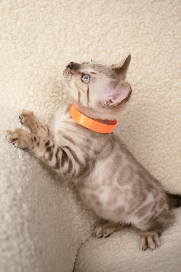 Umar | Bengal Kitten