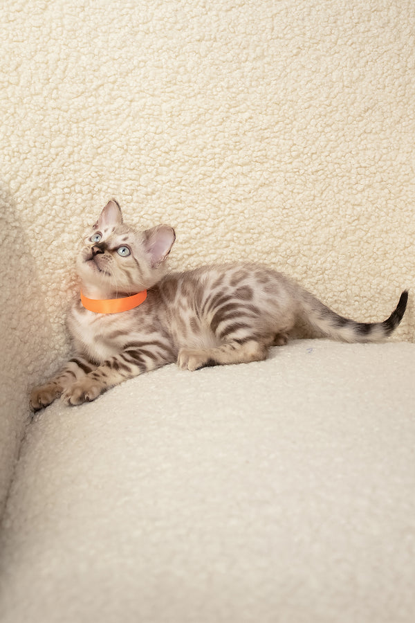 Umar | Bengal Kitten