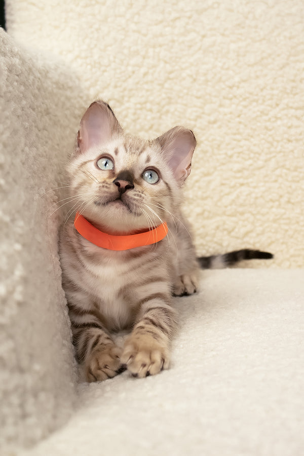 Umar | Bengal Kitten