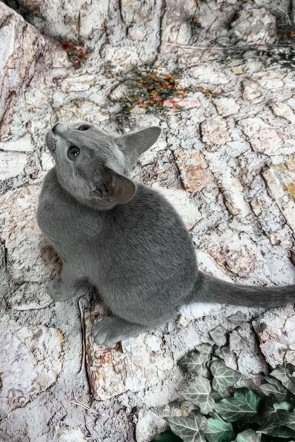 Umika | Russian Blue Kitten