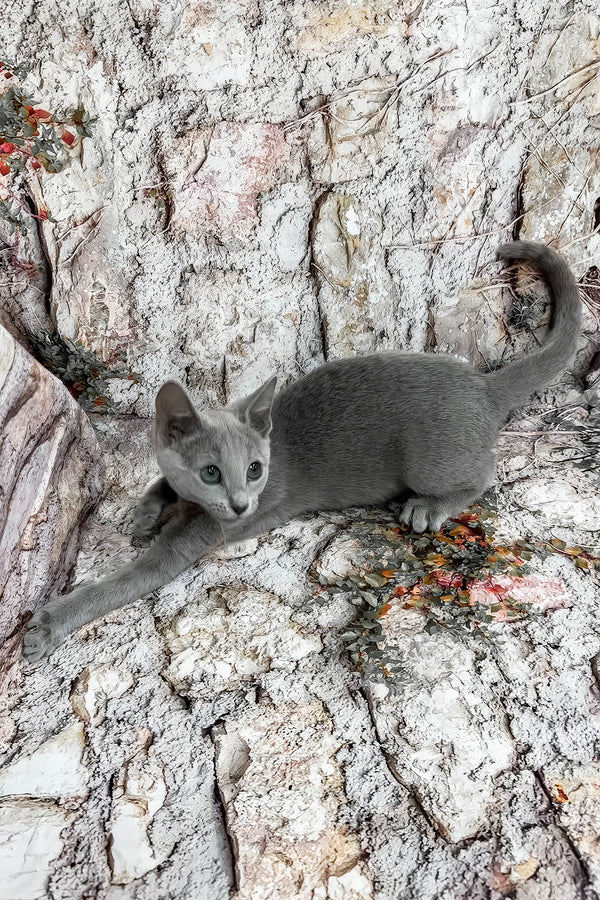 Umika | Russian Blue Kitten