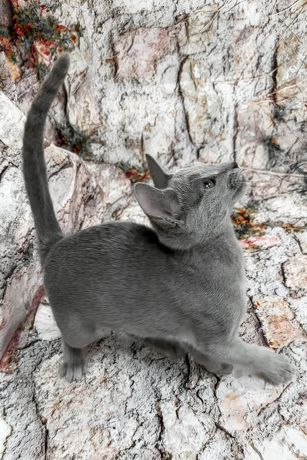 Umika | Russian Blue Kitten