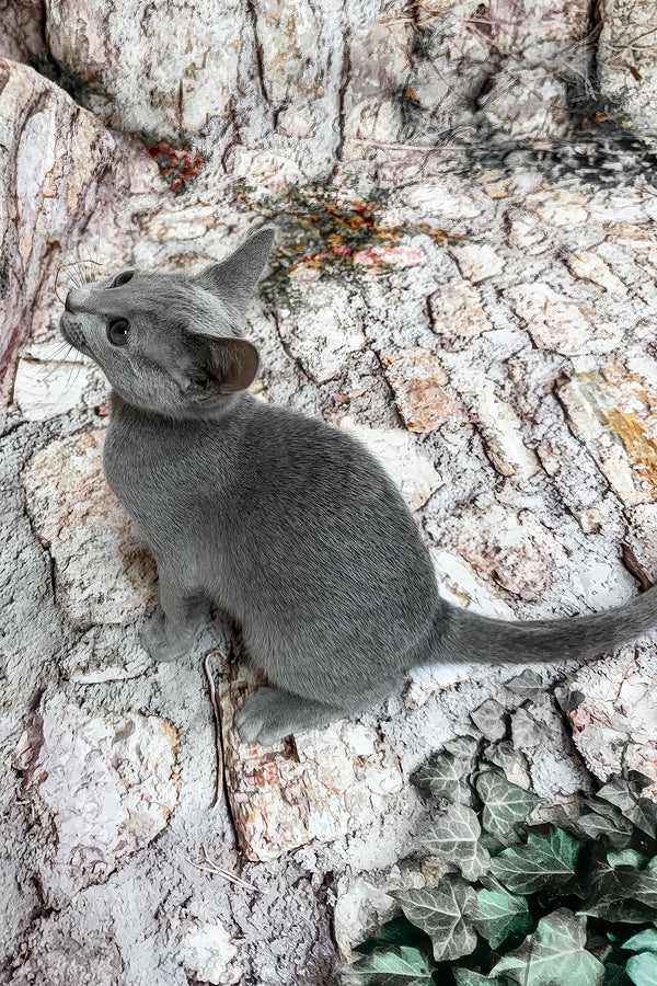 Umika | Russian Blue Kitten