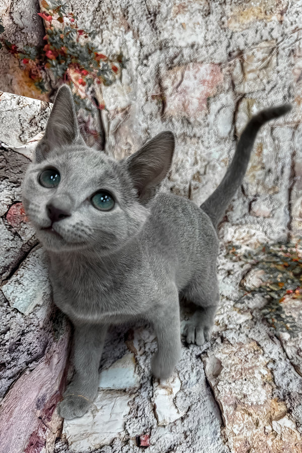 Umika | Russian Blue Kitten